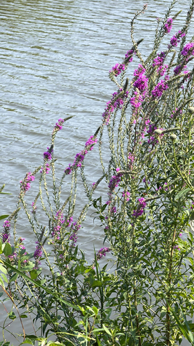 purple loosestrife