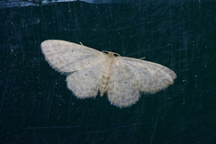Idaea neovalida