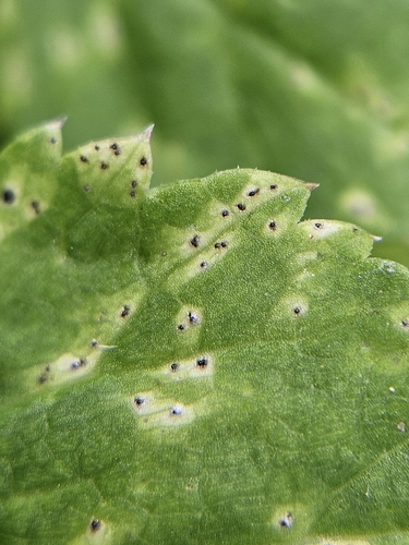 Septoria aegopodii