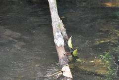 Itapotihyla langsdorffii