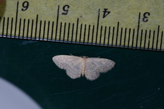 Idaea neovalida