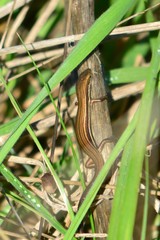 Pseudemoia rawlinsoni