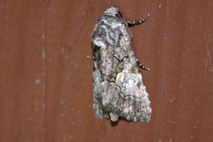 Aedia leucomelas