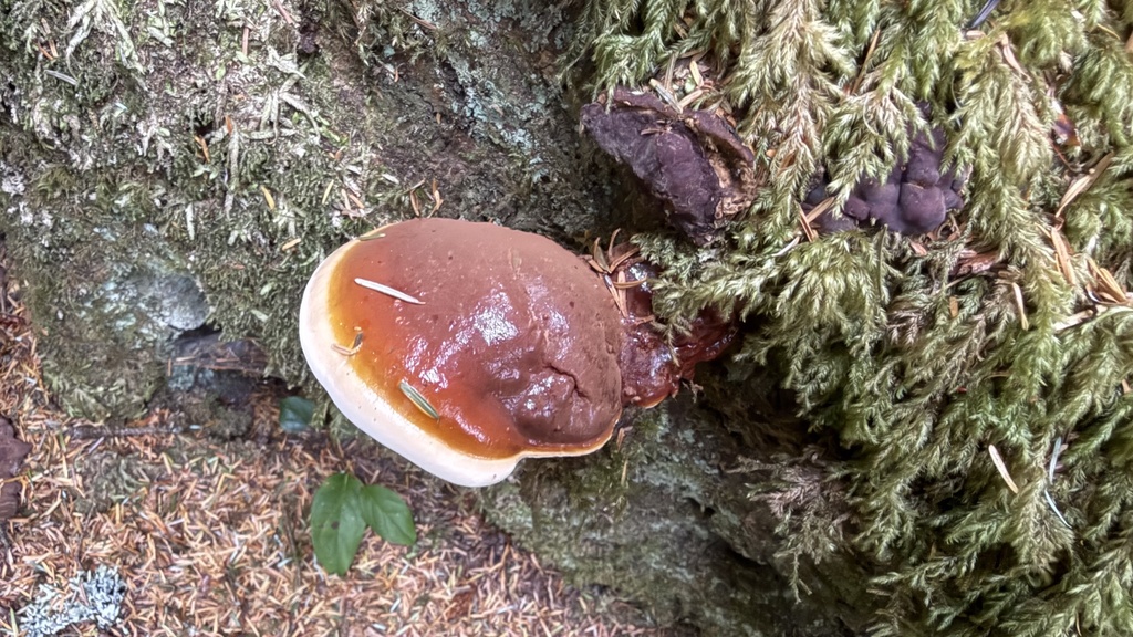 West Coast Reishi