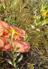 Heterotheca canescens, photograph (c) Annika Lindqvist, some rights reserved (CC BY)
