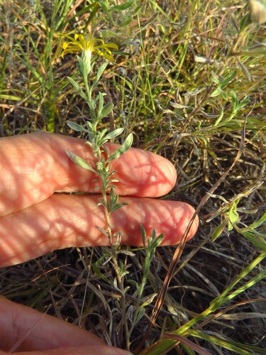Heterotheca canescens, photograph 1