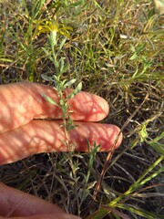 Heterotheca canescens
