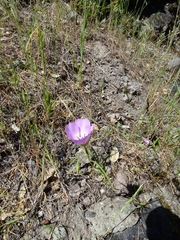 Clarkia gracilis albicaulis