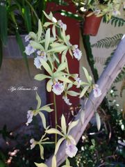 Encyclia ambigua