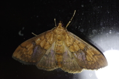 Pleuroptya characteristica