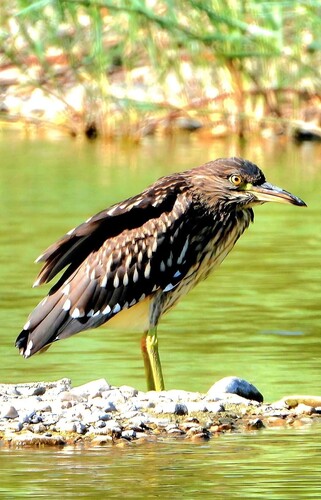 Black-crowned Night Heron