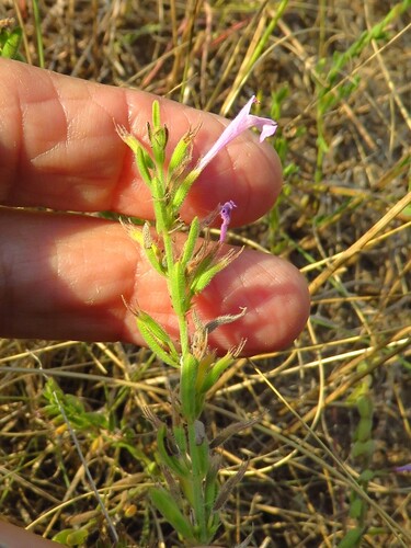 Hedeoma reverchonii, photograph 4
