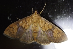 Pleuroptya characteristica