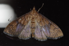 Pleuroptya characteristica