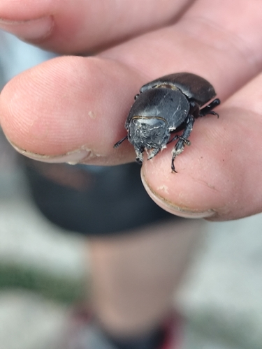 Lesser Stag Beetle