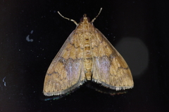 Pleuroptya characteristica