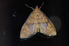 Pleuroptya characteristica