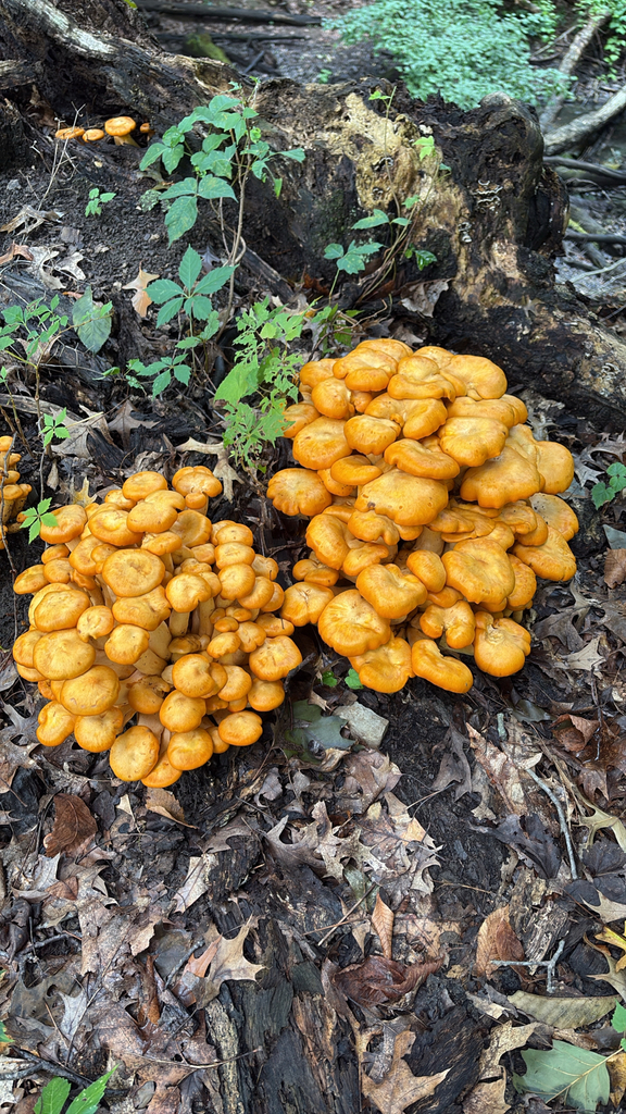 Eastern American jack-o'-lantern · August 2026 · photo: Photo: (c) Rachel, some rights reserved (CC BY) · iNaturalist