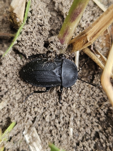 Obscure Carrion Beetle