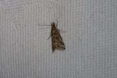 Microchilo inexpectellus