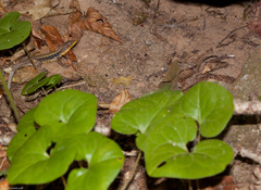 Asarum caucasicum