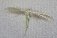 Pterophorus