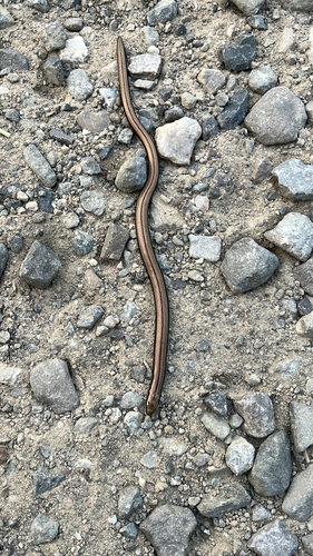 Eastern Slowworm