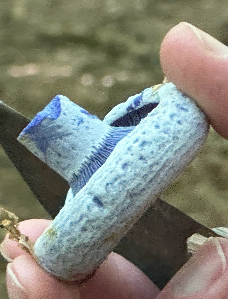 indigo milk cap · August 2026 · photo: Photo: no rights reserved · iNaturalist
