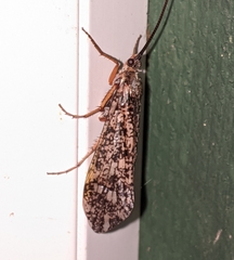 Clistoronia magnifica