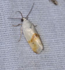 Ponometia virginalis