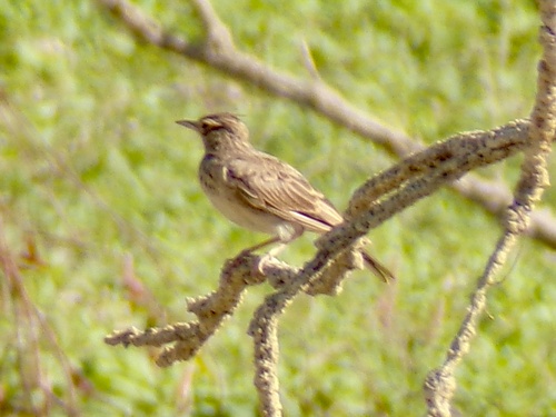 Crested Lark