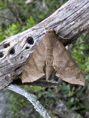 Lesser Ficus Sphinx photo 3