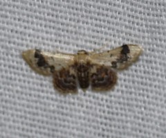 Idaea asceta
