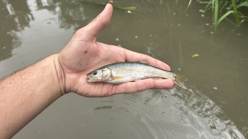 Creek Chub