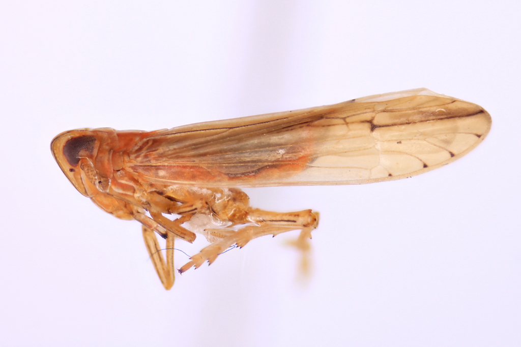 Stenocranus felti