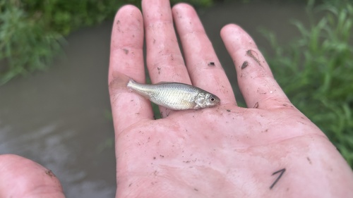 Fathead Minnow