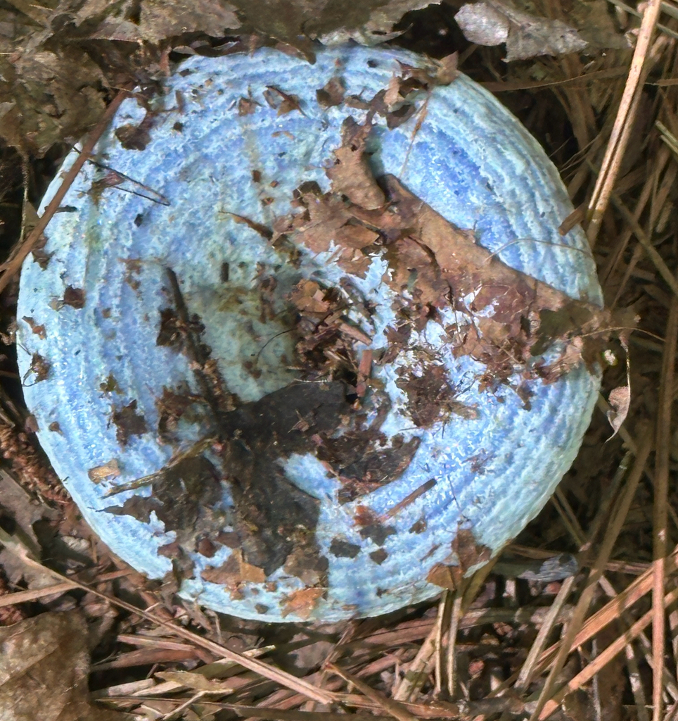 indigo milk cap · August 2026 · photo: Photo: no rights reserved · iNaturalist