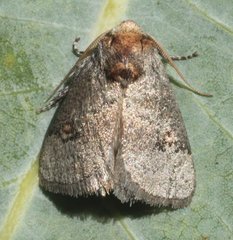 Ecnomoctena brachyopa