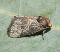 Ecnomoctena brachyopa