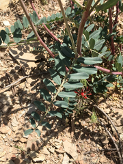 Astragalus praelongus