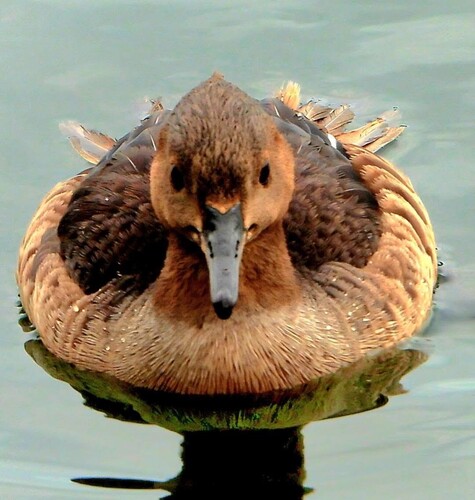 Hooded Merganser
