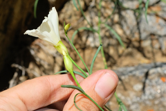 Calystegia longipes