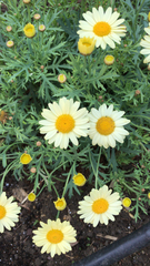 Argyranthemum frutescens