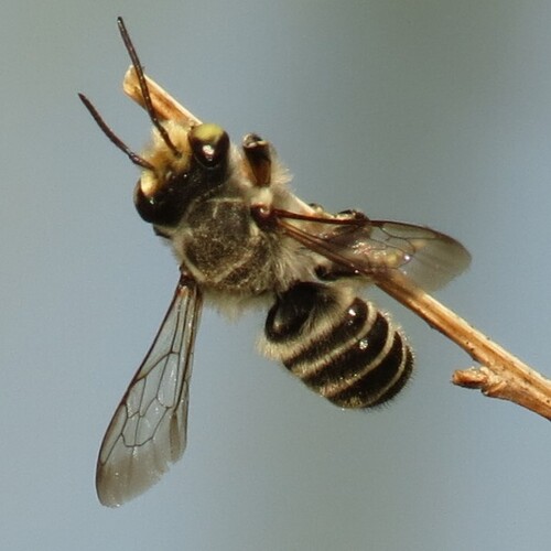 Megachile sidalceae