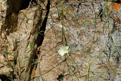Calystegia longipes