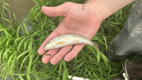 White Sucker