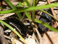 Loboptera decipiens