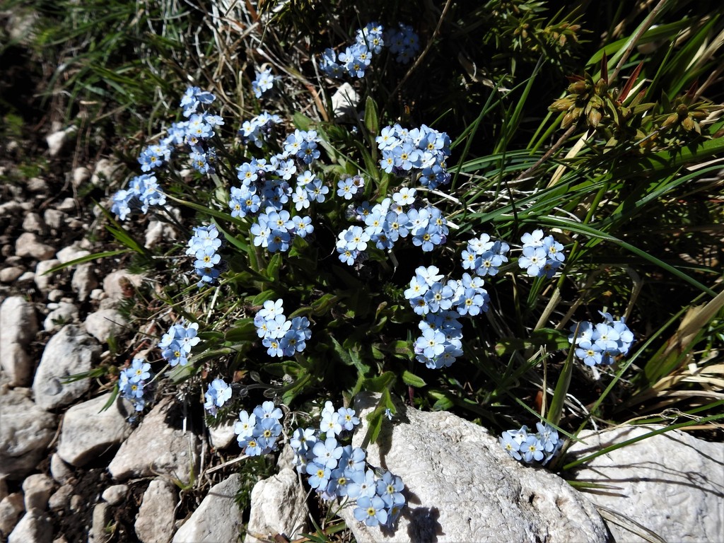 Myosotis graui