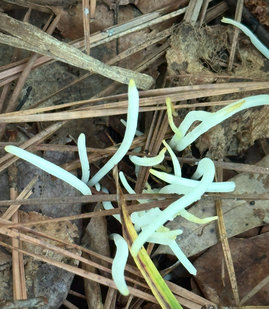 Fairy Fingers · August 2026 · photo: Photo: no rights reserved · iNaturalist