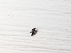 Cimicoidea